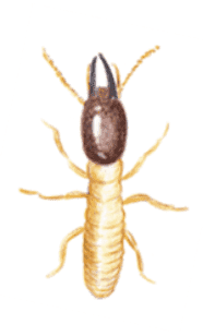 ヤマトシロアリ