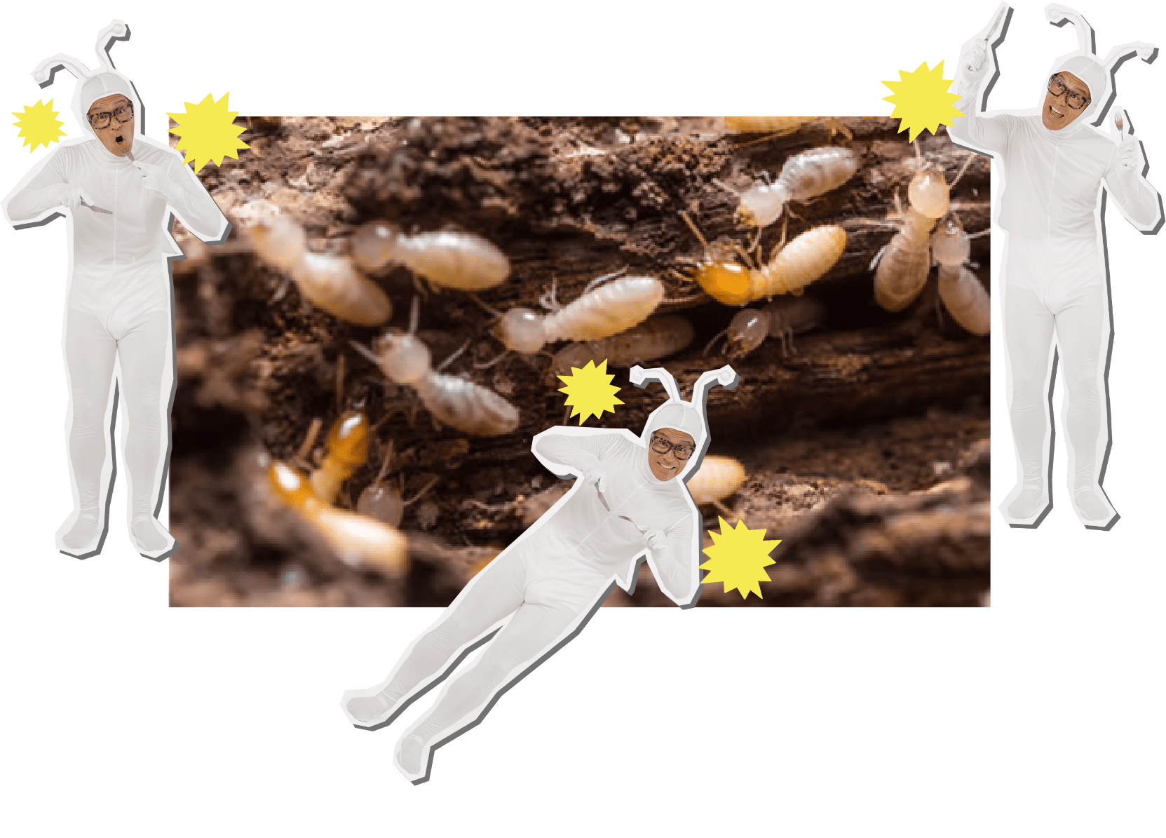 シロアリが及ぼす主な被害