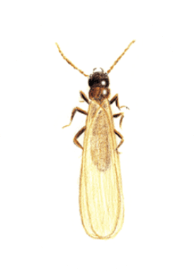 ヤマトシロアリの羽アリ