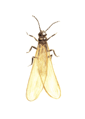 イエシロアリの羽アリ