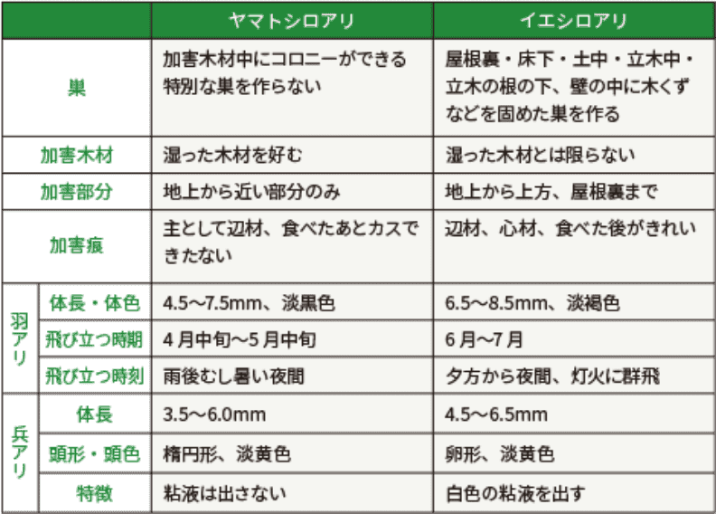 ヤマトシロアリとイエシロアリの説明画像